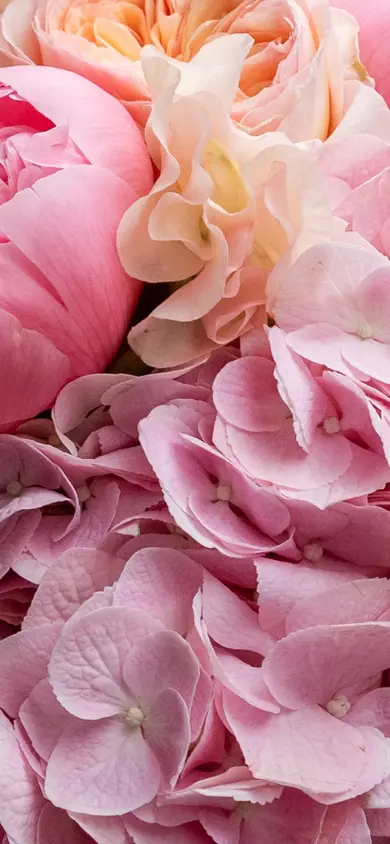 Les Trois Rois FDR Hortensien